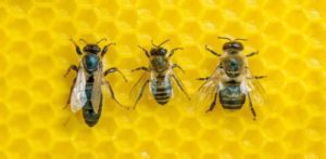 Das Bienenvolk