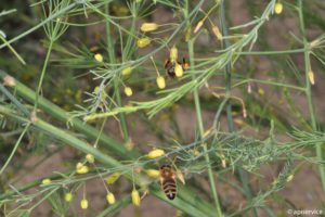 Bienenvergiftungen lassen sich vermeiden