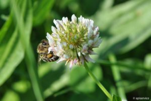 Bienen aktiv unterstützen und Mähverluste vermeiden