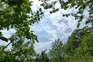 Bienenschwarm entdeckt! – Was tun?