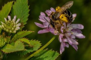 Anleitungen für ein bienenfreundliches Umfeld
