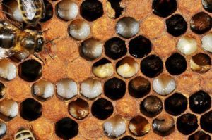 Die Bedrohungen der Bienen