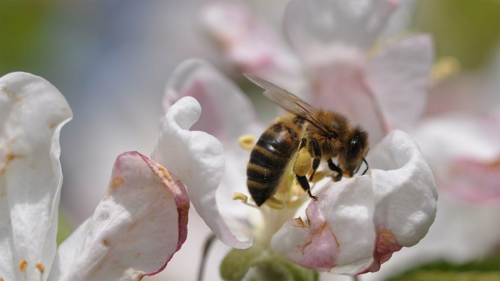 Biene mit Pollenhöschen auf einer Apfelblüte