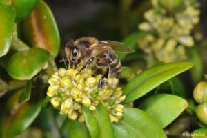 Ein bienenfreundlicher Garten