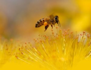 Bienenwissen für Jung und Alt