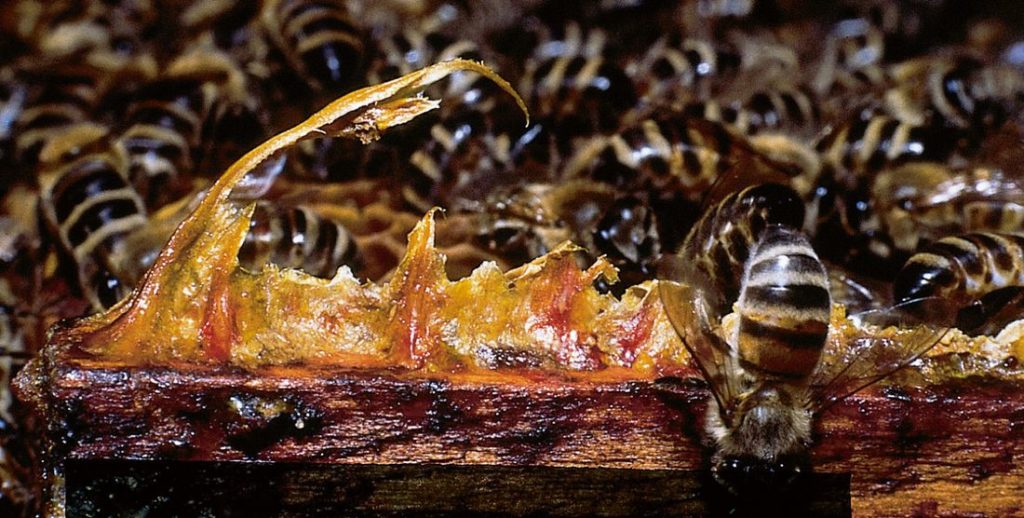 Bienen verwenden Propolis um ihre Behausung abzudichten
