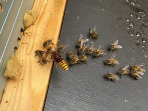 Europäische Hornisse Vespa crabro