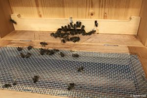 Grossteil der Bienenvergiftungen hätte vermieden werden können