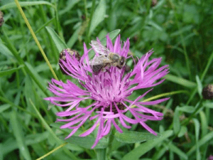 Nahrung für die Bienen