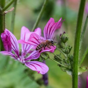 Blühflächen schenken und gemeinsam die Nahrungsgrundlage der Bienen verbessern