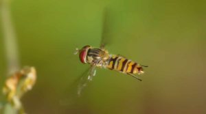 Wespe, Biene oder Schwebfliege?