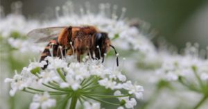 Was ist eine Wildbiene?