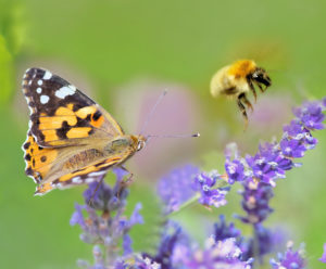 Biodiversität