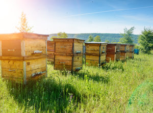 Erfolgreicher 1. Schweizer Bienentag in Lyss