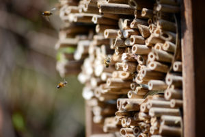 Vorsicht bei Bienenhotels