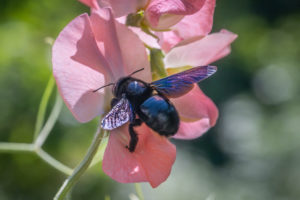 Weltbienentag am 20. Mai: Jetzt konkret gegen das Bienensterben vorgehen – Jede Blüte zählt!  