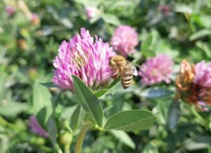 Blühende Wiesen helfen den Bienen