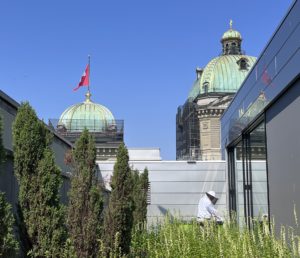 Bienen im Bundeshaus