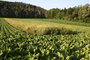 Bienenfreundlicher IP-SUISSE-Zucker hat Potential