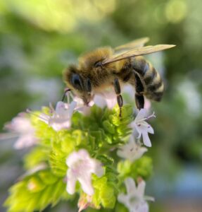 146. Delegiertenversammlung BienenSchweiz 2024