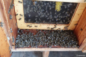 Zwei bestätigte Bienenvergiftungen im Jahr 2023