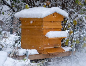 Winterverluste bei Bienenvölkern gestiegen