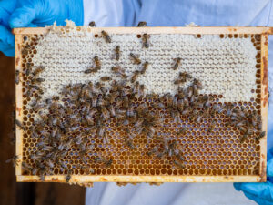 Kälte und Kristallisation: Schweizer Honigernte bleibt unter dem Durchschnitt 