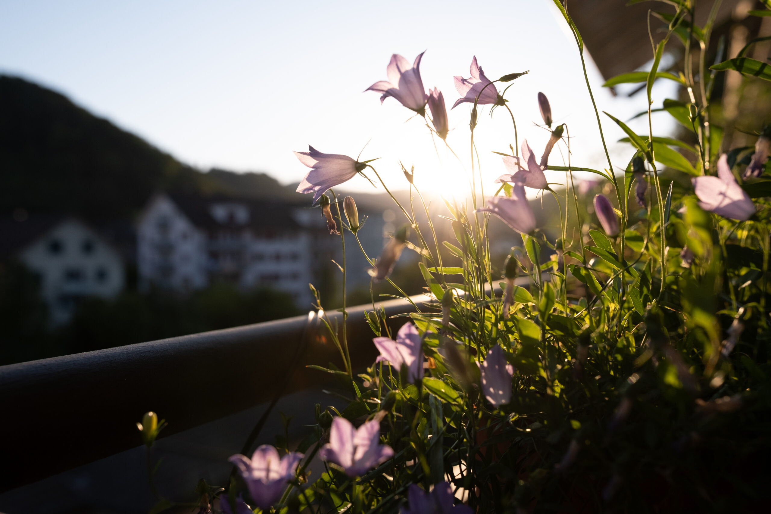 Balkon für die Bienen