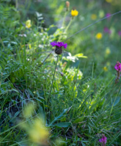 Blumenwiesen für besondere Standorte