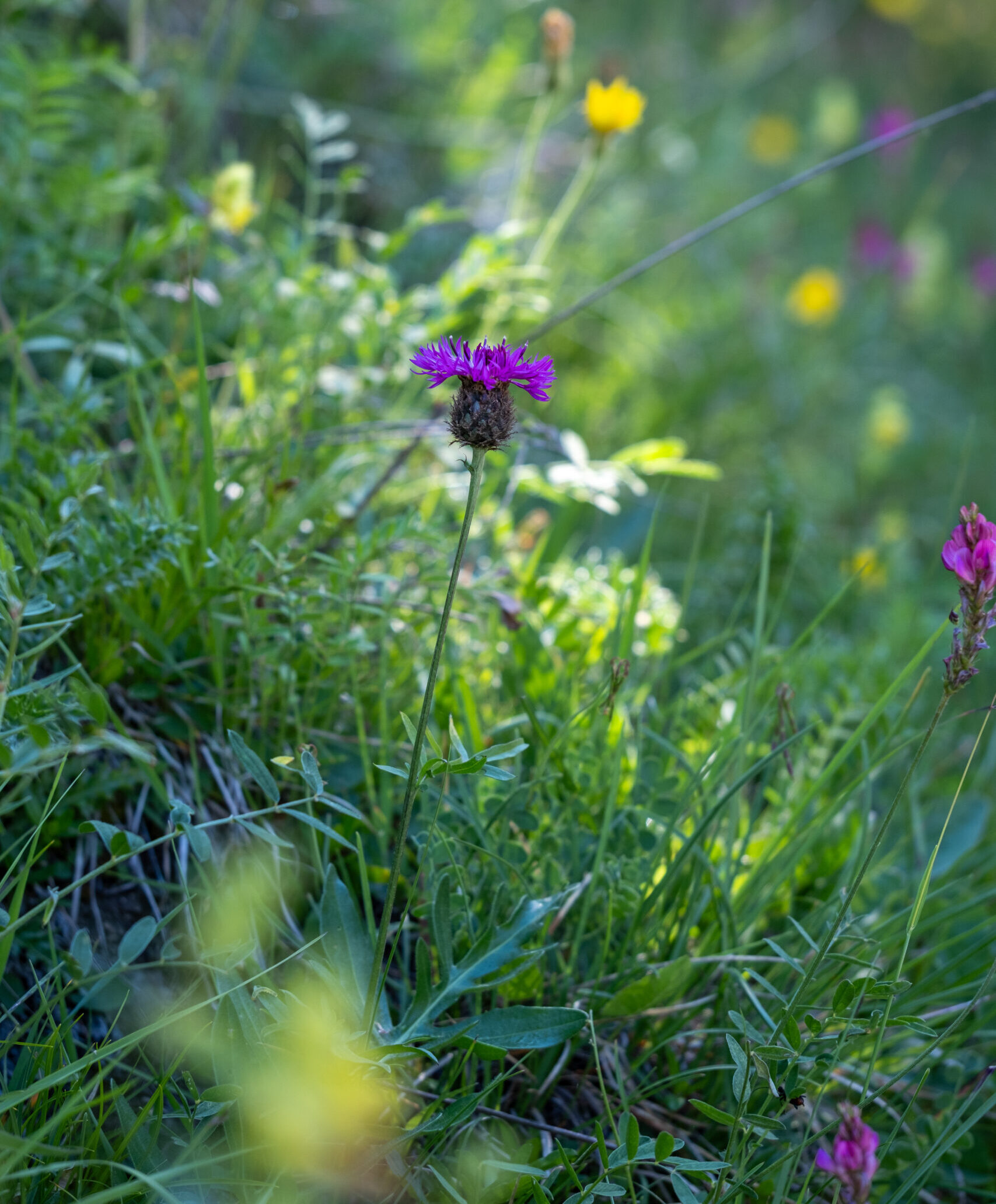 Blumenwiesen für besondere Standorte
