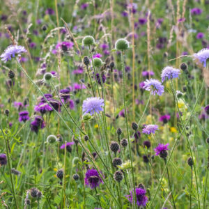 Blumenwiese