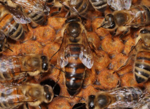 Monarchin ohne Stimmrecht