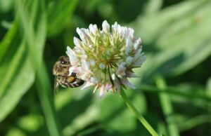 Bienenfreundlich Mähen