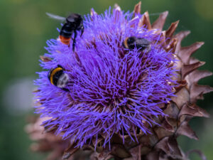 Blühendes Gemüse für die Bienen