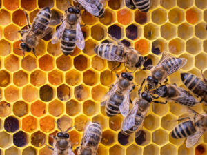 Drei erstaunliche Fakten über Honigbienen