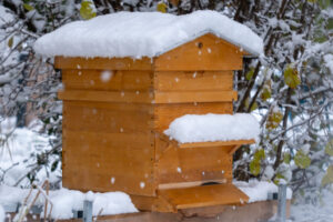 Bienen im Winter