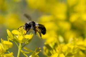 Kurse Wildbienen 2026