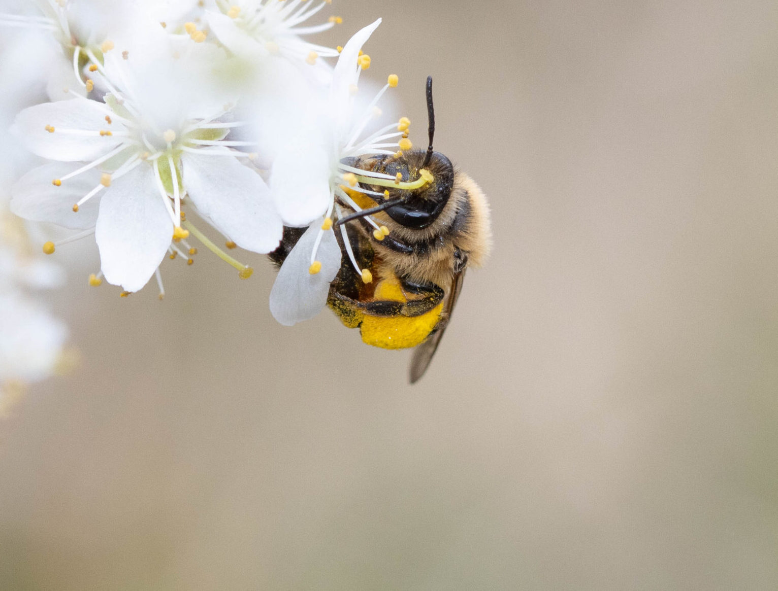Bienen-Initiative