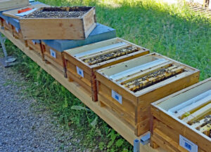 Gefahr von Bienenimporten