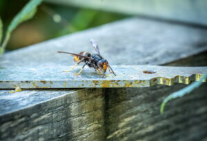 Mit vereinten Kräften gegen die Asiatische Hornisse