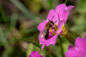 Drei Bienen, die Sie jetzt im Garten sichten können