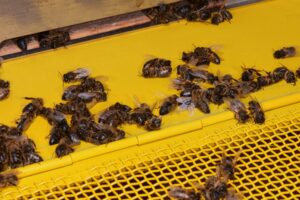 Akute Bienenvergiftung durch Biozideinsatz