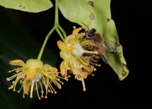 Futtervorräte & Eilage von Jungköniginnen überprüfen