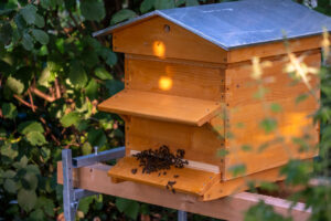 Was machen Bienen, wenn es heiss ist?