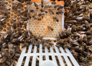 Rechtzeitige Sommerbehandlung entscheidend